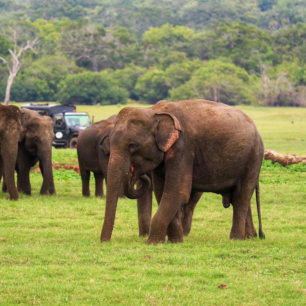 Grand Sri Lanka Tour